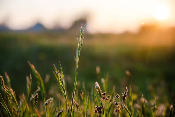 Groen Gras Planten Zomerveld Weide Achtergrond Felle Zonsondergang Licht — Stockfoto
