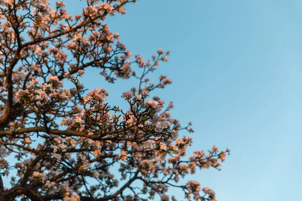 Blanco Con Flor Árbol Ppple Color Rosa Sobre Fondo Azul — Foto de Stock