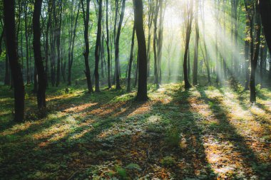 Yeşil yaz ormanlarında güneş ışığı, doğada sabah güzelliği, ormanda ışık