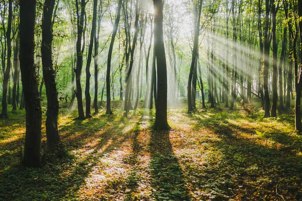 Sonnenstrahlen Grünen Sommerwald Morgenschönheit Der Natur Licht Wald — Stockfoto