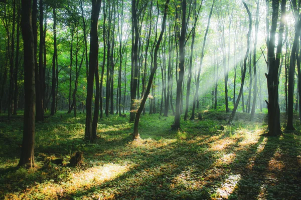 Sun Rays Green Summer Forest Morning Beauty Nature Light Woods — Stock Photo, Image