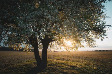 Beyaz kiraz ağacı çiçek açıyor, güzel bahar ağacı çiçekleri tomurcuklanıyor, çiçek açan ağaç dalı parlak günbatımı ışığı