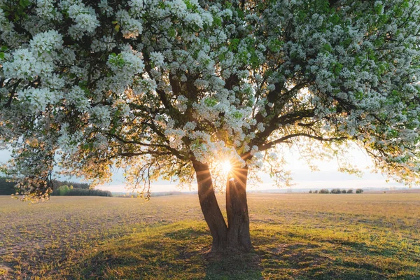 白い桜の花 美しい春の木の花のクローズアップ 花の木の枝に輝く夕日の光 ロイヤリティフリーのストック写真