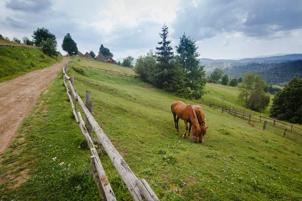 Two Brown Hourses Eating Grass Green Summer Pasture Wooden Fence — Stock Photo, Image