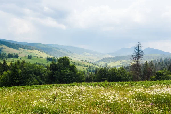 White Daisies Grass Green Summer Pasture Carpathian Mountains Ukraine Beautiful — Stock Photo, Image