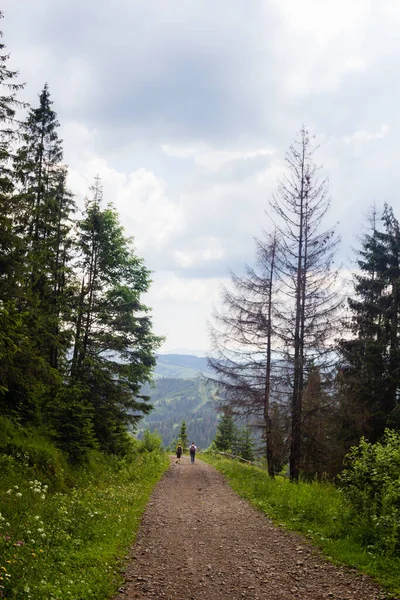 Road Green Summer Pasture Wooden Fence Farm Carpathian Mountains Ukraine — Stock Photo, Image