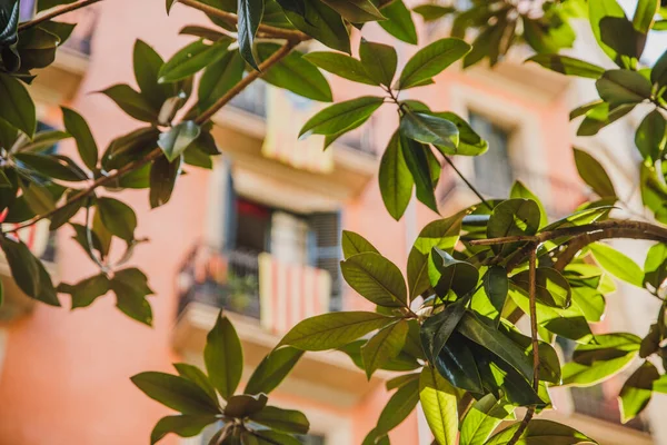 Barselona Mimarisinin Balkon Arka Planında Katalan Bayrağı Olan Ağaç Dalından — Stok fotoğraf