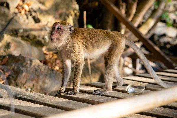 Small brown monkey on wooden path with plastic trash on sandy beach in Krabi province, Thailand