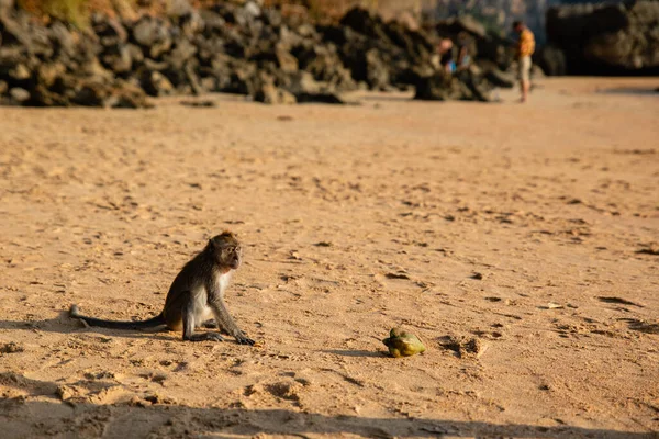 Μικρή Καφέ Μαϊμού Αμμώδη Παραλία Στην Επαρχία Krabi Ταϊλάνδη — Φωτογραφία Αρχείου
