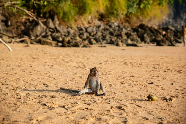 비지방의 모래사장에 원숭이 — 스톡 사진