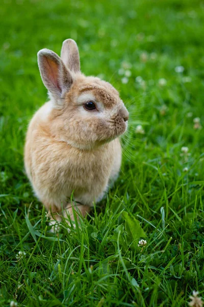 Small Brown Rabbit Green Grass Background Summer Garden Domestic Pet — Stock Photo, Image