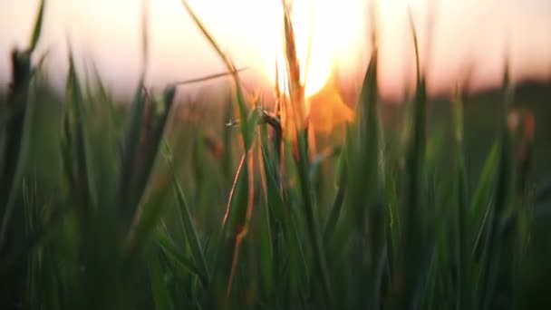 Matahari terbenam cahaya di rumput hijau — Stok Video