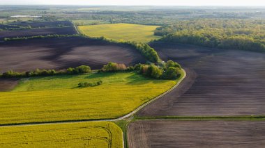 Sarı kolza tohumu tarlaları ve siyah ekili toprak üzerinde hava manzarası, yukarıdan manzara, güzel doğa dokusu arka plan