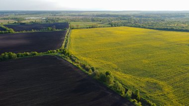 Sarı kolza tohumu tarlaları ve siyah ekili toprak üzerinde hava manzarası, yukarıdan manzara, güzel doğa dokusu arka plan