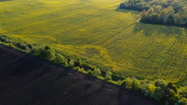 Sarı kolza tohumu tarlaları ve siyah ekili toprak üzerinde hava manzarası, yukarıdan manzara, güzel doğa dokusu arka plan