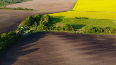 Sarı kolza tohumu tarlaları ve siyah ekili toprak üzerinde hava manzarası, yukarıdan manzara, güzel doğa dokusu arka plan