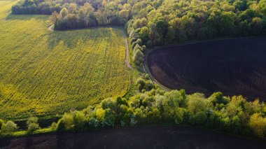 Sarı kolza tohumu tarlaları ve siyah ekili toprak üzerinde hava manzarası, yukarıdan manzara, güzel doğa dokusu arka plan