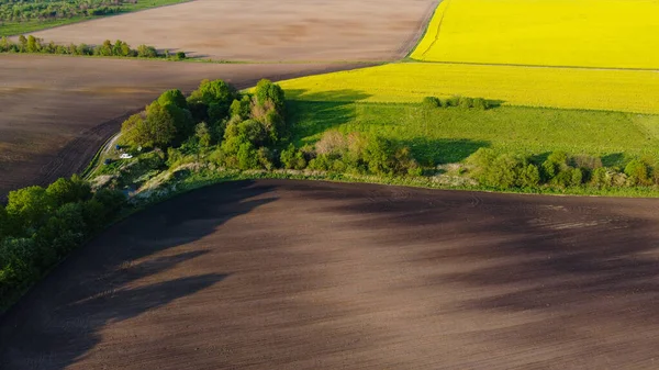 Sarı kolza tohumu tarlaları ve siyah ekili toprak üzerinde hava manzarası, yukarıdan manzara, güzel doğa dokusu arka plan