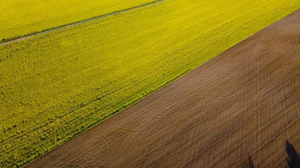 Flygfoto Gula Rapsfält Och Svart Odlad Jord Ovanifrån Vacker Natur — Stockfoto