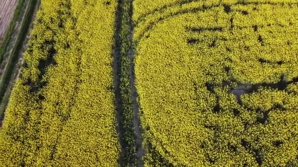 Vista aerea su campi di colza gialli e terreno coltivato nero — Video Stock