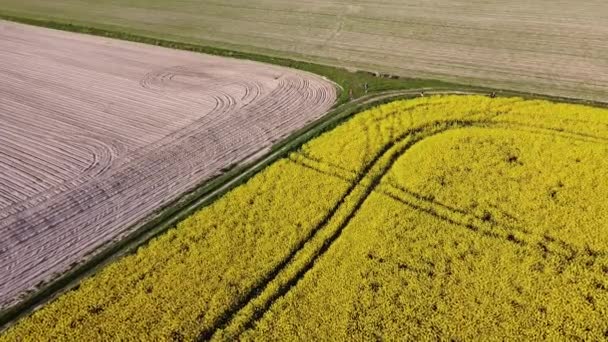 Вид с воздуха на поля желтого рапса и черную культивируемую почву — стоковое видео