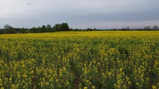 Letecký pohled na žlutá řepková pole a černou obdělávanou půdu — Stock video
