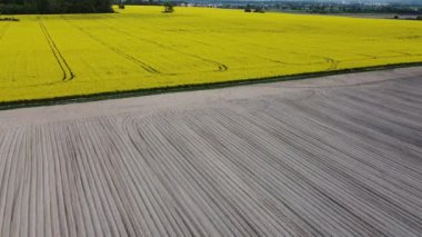 Sarı kolza tohumu tarlaları ve siyah ekili toprak üzerinde hava manzarası