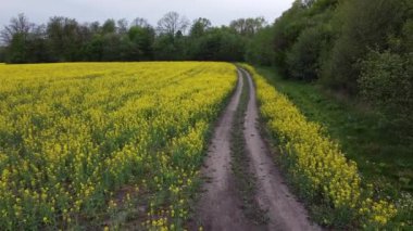 Sarı kolza tohumu tarlaları ve siyah ekili toprak üzerinde hava manzarası