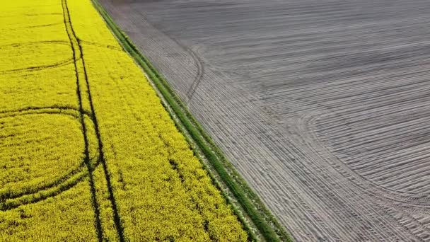 Légi felvétel a sárga repcemagmezőkről és a fekete termesztésű talajról — Stock videók
