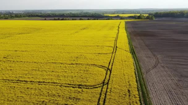 Flygfoto på gula rapsfält och svart odlad jord — Stockvideo