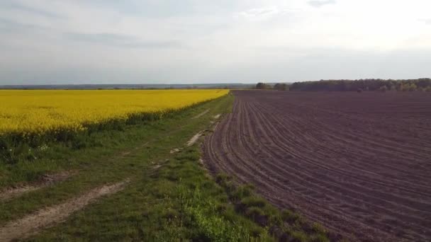 Luchtfoto op gele koolzaadvelden en zwarte cultuurgrond — Stockvideo