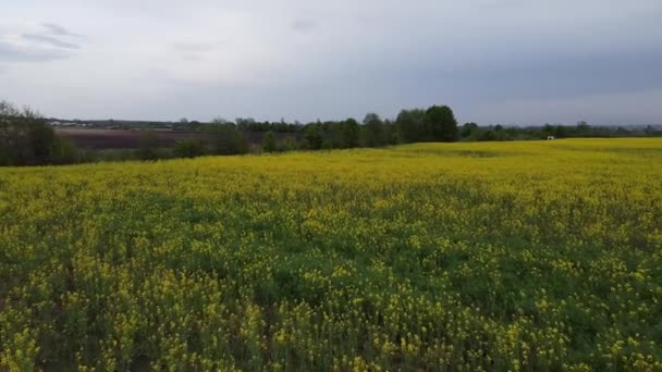 Vue aérienne sur les champs de colza jaune et le sol cultivé noir 