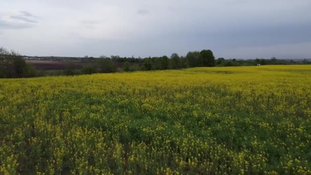 Luchtfoto op gele koolzaadvelden en zwarte cultuurgrond — Stockvideo