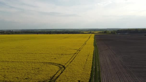 Luchtfoto op gele koolzaadvelden en zwarte cultuurgrond — Stockvideo