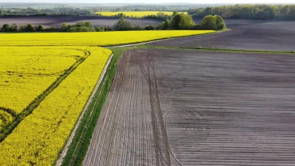 Luchtfoto op gele koolzaadvelden — Stockvideo