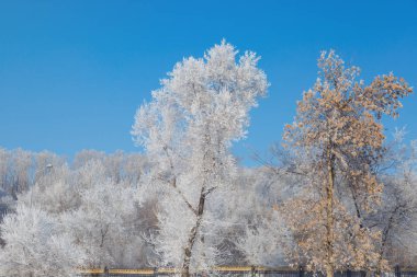 Şehrin kış manzarası. Soğuk bir günde Park..