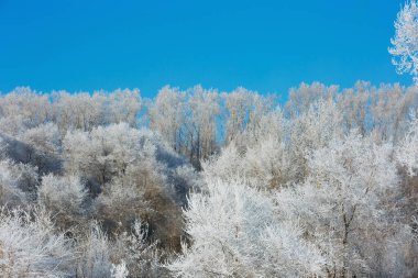 Şehrin kış manzarası. Soğuk bir günde Park..