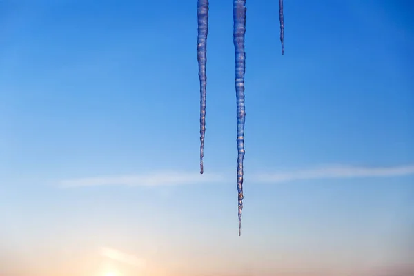 Carámbanos largos y delgados en el fondo del amanecer de invierno . —  Fotos de Stock