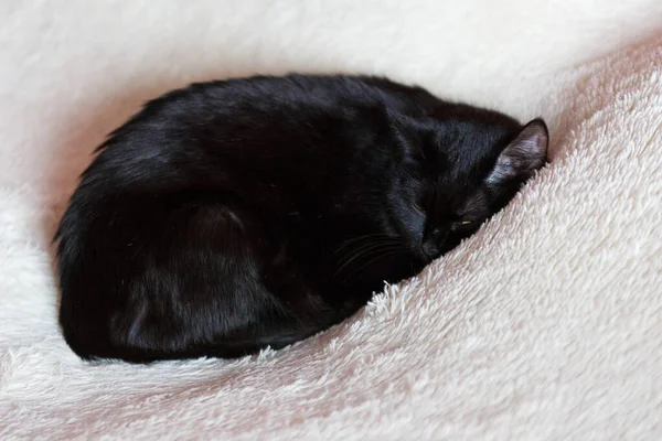 Κοιμισμένη μαύρη γάτα — Φωτογραφία Αρχείου