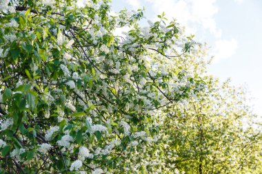 Yeşil yapraklı, çiçek açan elma ağacı çiçekleri. Bahar ağaçları..
