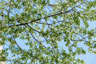 Yeşil yapraklı, çiçek açan elma ağacı çiçekleri. Bahar ağaçları..
