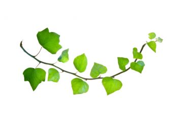 Bent-Green-Twig-of-ivy-isolated-on-White