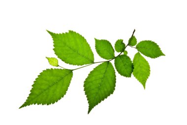 Short-Twig-of-Elm-with-Green-toothed-Leaves-isolated-on-White  