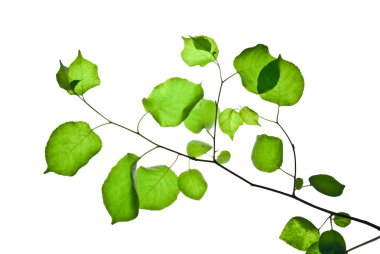 Thin-Twig-with-Rounded-Green-Leaves-isolated-on-White 