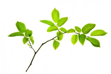Twig-of-hornbeam-with-Green-toothed-Leaves-isolated-on-White