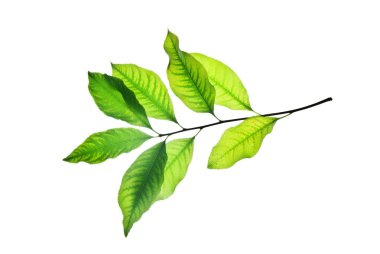 Twig-with-Green-Leaves-isolated-on-white-background-veining-is-w