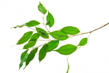 Twig-with-elongated-Pointy-Green-Leaves-isolated-on-White