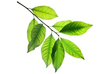 Twig-with-Green-Leaves-isolated-on-White-Veins-are-Well-Viewed