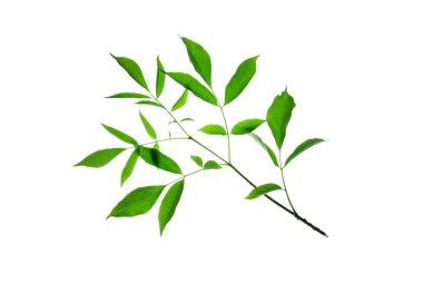 Twig-with-Toothed-Green-Leaves-isolated-on-White 