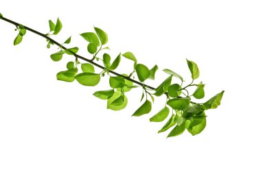 Spring-Branch-with-Green-Leaves-in-backlit-isolated-on-White-Bac